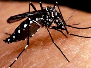 tratamento da dengue