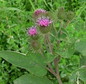 Desintoxicar Figado remédios naturais