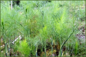 Desintoxicar o Figado com plantas