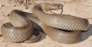 sonhar com cobras