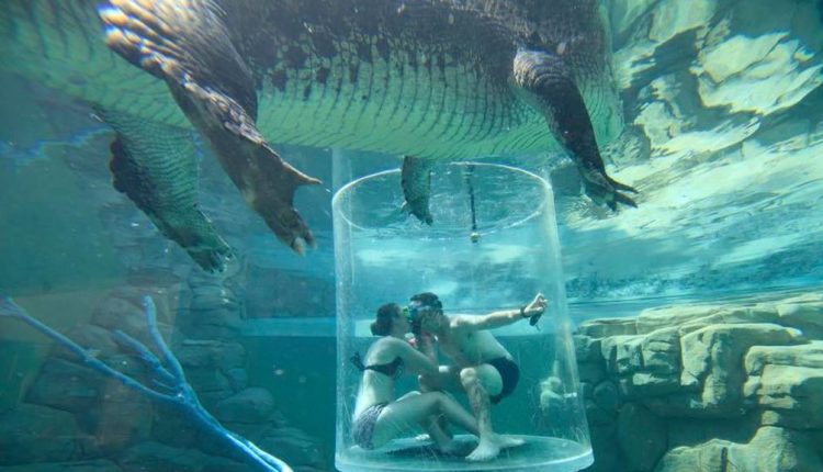 Jovem faz pedido de casamento rodeado de crocodilos…